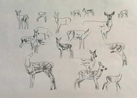 Sketches of red deer calves